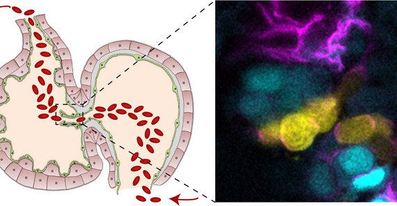 In the embryonic zebrafish heart, the endocardium that is forming cardiac valve leaflets is divided into two subpopulations (here, cyan and yellow). | Photo: Federica Fontana In the embryonic zebrafish heart, the endocardium that is forming cardiac valve leaflets is divided into two subpopulations (here, cyan and yellow). | Photo: Federica Fontana
