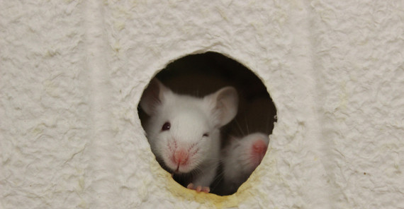 Labormaus. Foto: Karla Fritze. Labormaus. Foto: Karla Fritze.