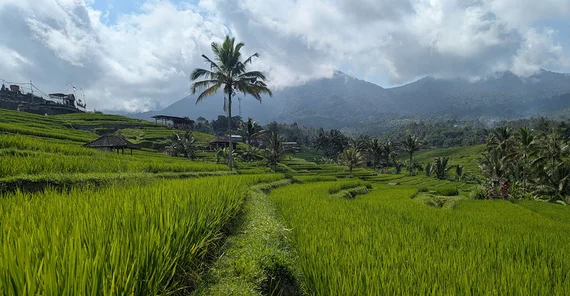 Jatiluwih-Reisterrassen