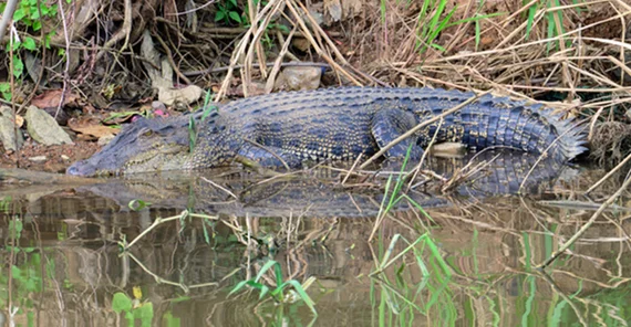 Leistenkrokdil am Ufer.