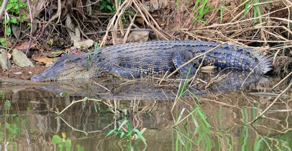 Saltwater crocodile at a riverbank.