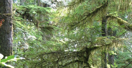 Flechten und Moose auf Bäumen (Foto: Hartmut Thiel)