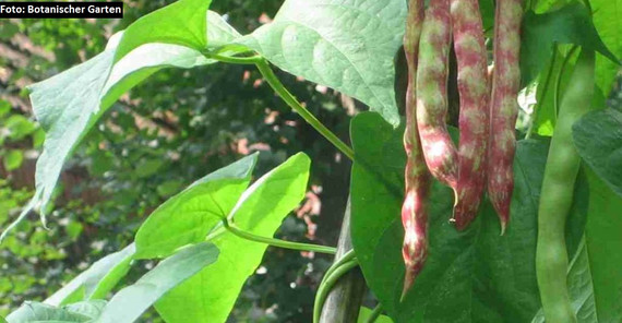 Bohnenpflanze, Foto: Botanischer Garten Bohnenpflanze, Foto: Botanischer Garten