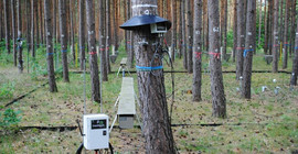 Twitternde Kiefer im Britzer Wald des Thünen-Instituts für Waldökosysteme mit WLAN-Anschluss (Foto: Birgit Schneider)