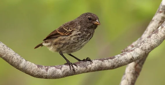 Kleingrundfink (Quelle: Ruben Heleno)