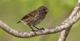 Kleingrundfink (Quelle: Ruben Heleno)