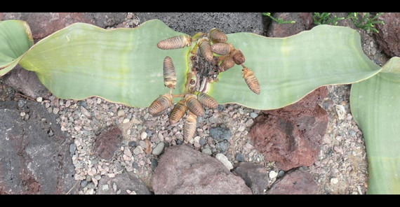 Welwitschie, eine der merkwürdigsten Pflanzen der Welt (Botanischer Garten). Foto: Michael Burkart Welwitschie, eine der merkwürdigsten Pflanzen der Welt (Botanischer Garten). Foto: Michael Burkart