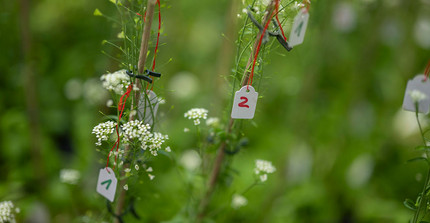 Capsella grandiflora, also known as shepherd's purse. Close-up of test plants. They each bear small labels with handwritten numbers and are attached to the plants with red threads.