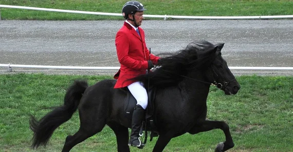 Island-Pony im Tölt, einer Gangart, die nur Pferde beherrschen, die die Gaitkeeper-Mutation tragen. (Foto: Monika Reissmann)