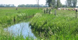 Meliorationsgraben in den Belziger Landschaftswiesen, einem grundwassernahen Feuchtgebiet im Fläming.