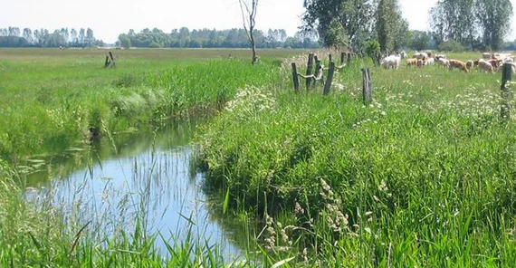 Meliorationsgraben in den Belziger Landschaftswiesen, einem grundwassernahen Feuchtgebiet im Fläming.