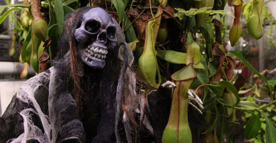 Grusel im Botanischen Garten (Foto: Dana Kamin) Gruselig aussehende Gestalten zwischen Schlingpflanzen.