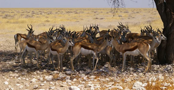 African antelopes seeking for shady places during phases of extreme heat