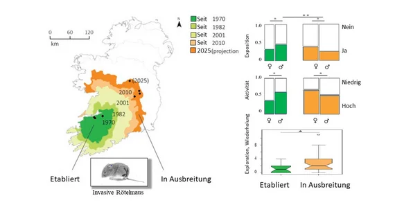 Bank voles were introduced to Ireland from Central Europe in 1920 and have continued to spread across the island ever since. At several locations (black dots), the behavior of individual animals was studied. Individuals in the expansion zone (orange) are more careful and less active than animals in the established zones (green), but they also explore more extensively.