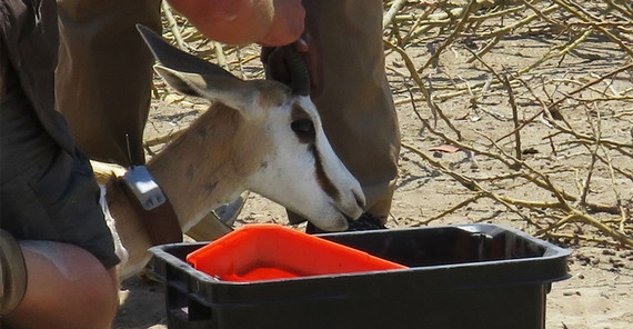 Springbok is fitted with a tracking collar. Springbok is fitted with a tracking collar.