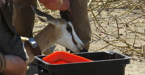 Springbok is fitted with a tracking collar.