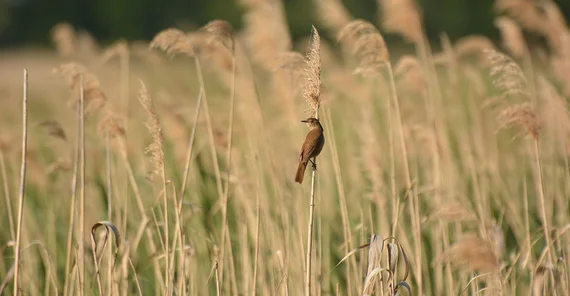 A bird from the wagtail family in the vegetation on the riverbank.