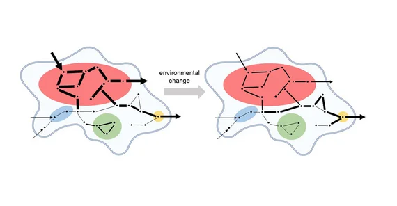 Grafik eines biochemischen Prozesses