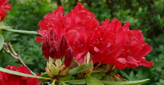 Rhododendron (Botanischer Garten)