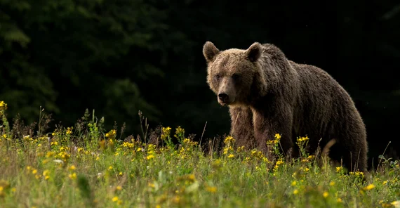 Braunbären tragen Erbgut des ausgestorbenen Höhlenbären in sich. Foto: Lajos Berde