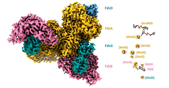 Links: Kryo-EM-Struktur der FDH. Die vier Untereinheiten sind unterschiedlich eingefärbt. Rechts: Die Cofaktoren der FDH, farblich zu den Untereinheiten zugeordnet. | Foto: Prof. Dr. Petra Wendler Links: Kryo-EM-Struktur der FDH. Die vier Untereinheiten sind unterschiedlich eingefärbt. Rechts: Die Cofaktoren der FDH, farblich zu den Untereinheiten zugeordnet. | Foto: Prof. Dr. Petra Wendler