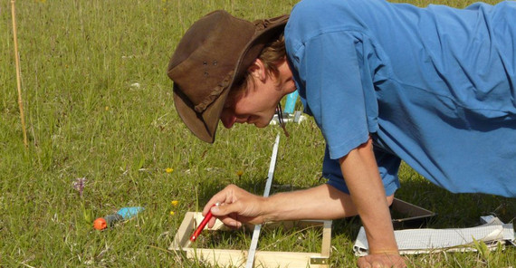 Potsdamer Biologen untersuchen auf agrarischen Nutzflächen den Zusammenhang von Artenvielfalt und Wurzelfressern. Foto: Hans Pfestorf. Potsdamer Biologen untersuchen auf agrarischen Nutzflächen den Zusammenhang von Artenvielfalt und Wurzelfressern. Foto: Hans Pfestorf.