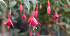 Neugezüchtete Fuchsiensorte von Petra Helfrich ist auf den Namen „Botanischer Garten Potsdam“ getauft | Foto: Kerstin Kläring