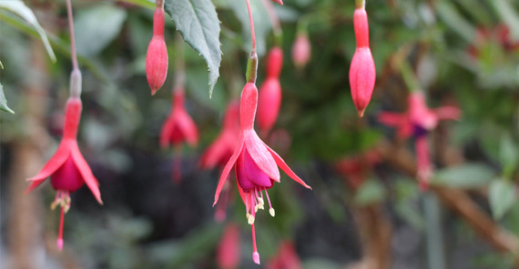 Neugezüchtete Fuchsiensorte von Petra Helfrich ist auf den Namen „Botanischer Garten Potsdam“ getauft | Foto: Kerstin Kläring Neugezüchtete Fuchsiensorte von Petra Helfrich ist auf den Namen „Botanischer Garten Potsdam“ getauft | Foto: Kerstin Kläring