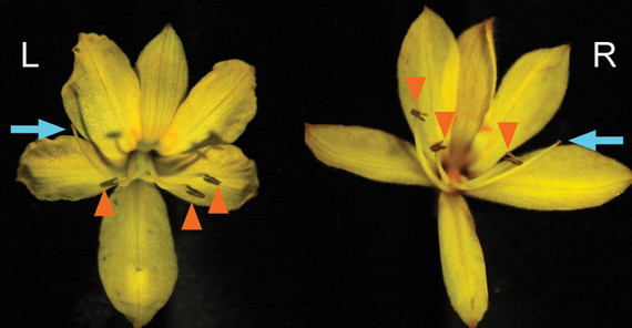 Left- and right-styled flowers of Wachendorfia paniculata. The blue arrows indicate the styles, the orange arrowheads the anthers. Two of the three anthers are bent to the other side than the style. | Credit: Michael Lenhard Left- and right-styled flowers of Wachendorfia paniculata. The blue arrows indicate the styles, the orange arrowheads the anthers. Two of the three anthers are bent to the other side than the style. | Credit: Michael Lenhard