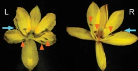 Links- und rechtsgrifflige Blüten von Wachendorfia paniculata. Die blauen Pfeile zeigen die Griffel, die orangenen Pfeilköpfe die Staubbeutel. Zwei der drei Staubbeutel sind jeweils auf die andere Seite als der Griffel gebogen. | Bildrechte: Michael Lenhard