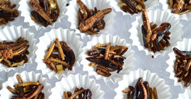 Insekten in einem Muffin-Schälchen