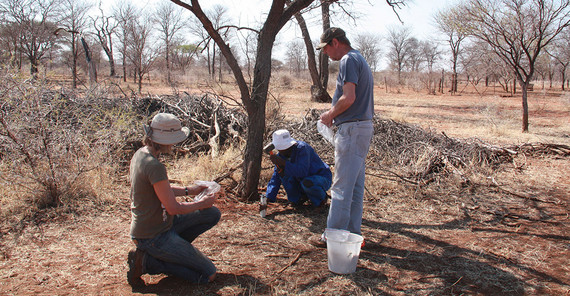 Potsdam researchers in the groups of Prof. Dr. Anja Linstädter and Prof. Dr. Florian Jeltsch Potsdam researchers in the groups of Prof. Dr. Anja Linstädter and Prof. Dr. Florian Jeltsch from the Institute of Biochemistry and Biology contributed their field data from drylands in South Africa and Namibia to the global study.