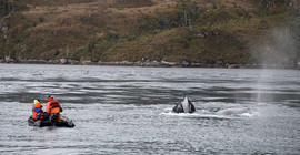 Researchers target the skin of humpback whales and Magellanic penguins.