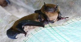 Bat with radio transmitter