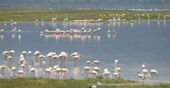 The alkaline Nakuru Lake in Kenya is rich in the cyanobacterium Spirulina platensis, the basic food of the Lesser Flamingo. However, due to increasing rainfall in the region in recent years, the bacterium and with it the flamingos are disappearing. The alkaline Nakuru Lake in Kenya is rich in the cyanobacterium Spirulina platensis, the basic food of the Lesser Flamingo. However, due to increasing rainfall in the region in recent years, the bacterium and with it the flamingos are disappearing. | Image Credit: Martin Trauth