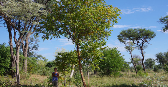 Savannenvegetation im südlichen Afrika Savannenvegetation im südlichen Afrika