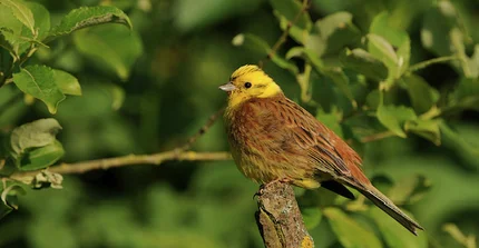A yellowhammer sitting in a tree.