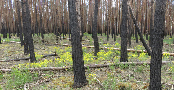 in 2019 with eastern groundsel and moss and … | Photo: Dr. Thilo Heinken in 2019 with eastern groundsel and moss and … | Photo: Dr. Thilo Heinken