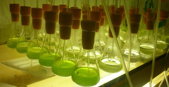 Picture: Elly Spijkerman In their experiments the researchers grow the algae under specific conditions. Picture: Elly Spijkerman