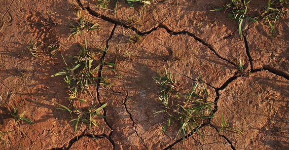 Dürreschäden in der Landwirtschaft nehmen zu. Dürreschäden in der Landwirtschaft nehmen zu.