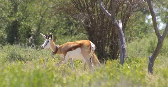 Springbok with tracking collar.