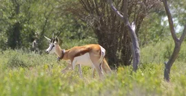 Springbock mit Senderhalsband.