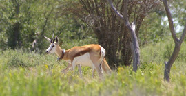 Springbok with tracking collar.