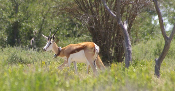 Springbok with tracking collar. Springbok with tracking collar.