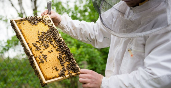 In den Petzower Obstgärten am Schwielowsee finden die Bienen reichlich Nahrung. Foto: Karla Fritze In den Petzower Obstgärten am Schwielowsee finden die Bienen reichlich Nahrung. Foto: Karla Fritze