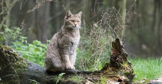 Wildkatze im Wald