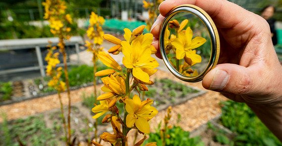 Die aus Südafrika stammende Sumpf-Schmetterlingslilie ist einzigartig. Die aus Südafrika stammende Sumpf-Schmetterlingslilie ist einzigartig: Die Hälfte aller Pflanzenindividuen trägt den Griffel der Blüten nach rechts gebogen, die andere Hälfte nach links.
