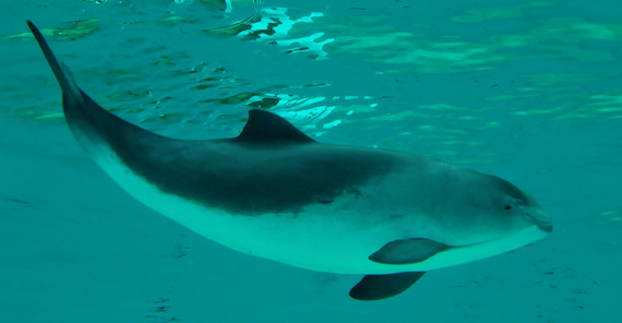 Porpoise. Photo: Wikipedia.org/Ecomare. Porpoise. Photo: Wikipedia.org/Ecomare.