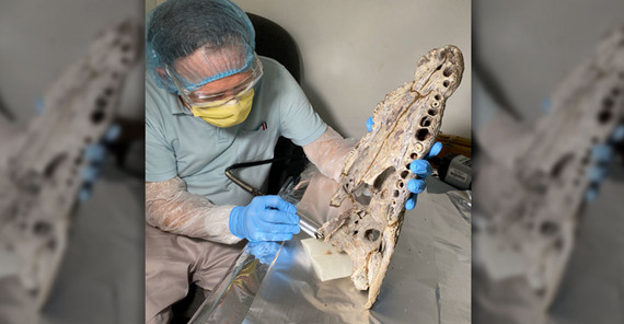 Sampling the Seychelles crocodiles.