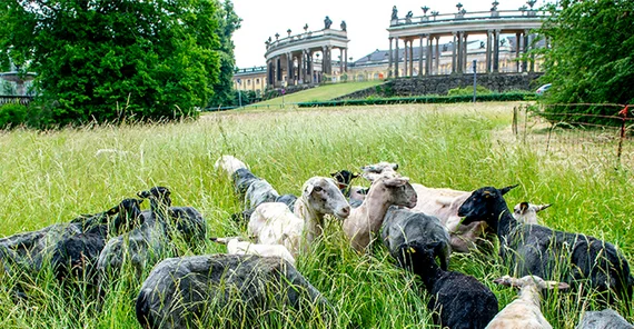 Schafe am Ehrenhof des Schlosses Sanssouci. Foto: Karla Fritze.